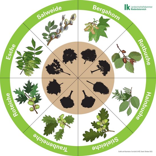 Baumlegekreis mit Bergahorn, Rotbuche, Hainbuche, Stieleiche, Traubeneiche, Roteiche, Esche und Salweide