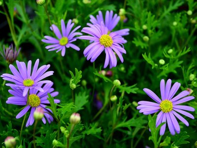 Australische Gänseblümchen