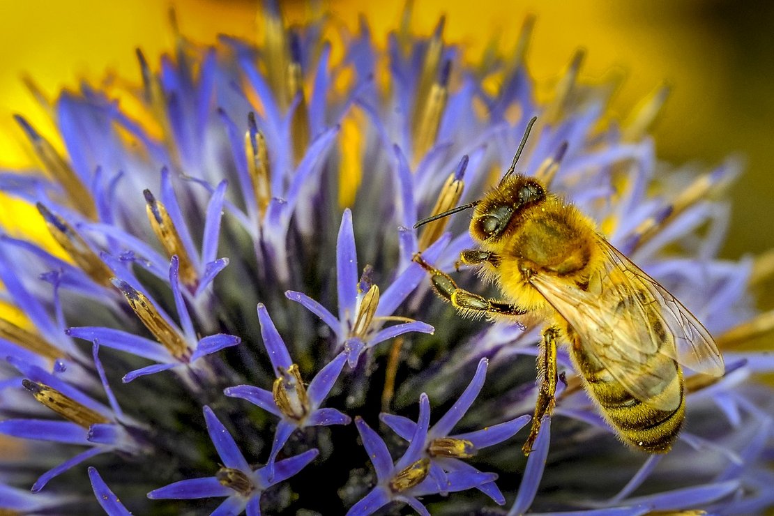 Eine Biene aufgenommen im Imkereibetrieb Johann Mayer in Pasching, Oberoesterreich.