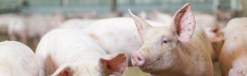 Schweine im Schweinestall ©fraukoeppl