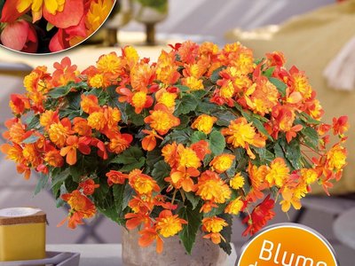 Harlekin-Belargonie leuchtet in gelb-orange