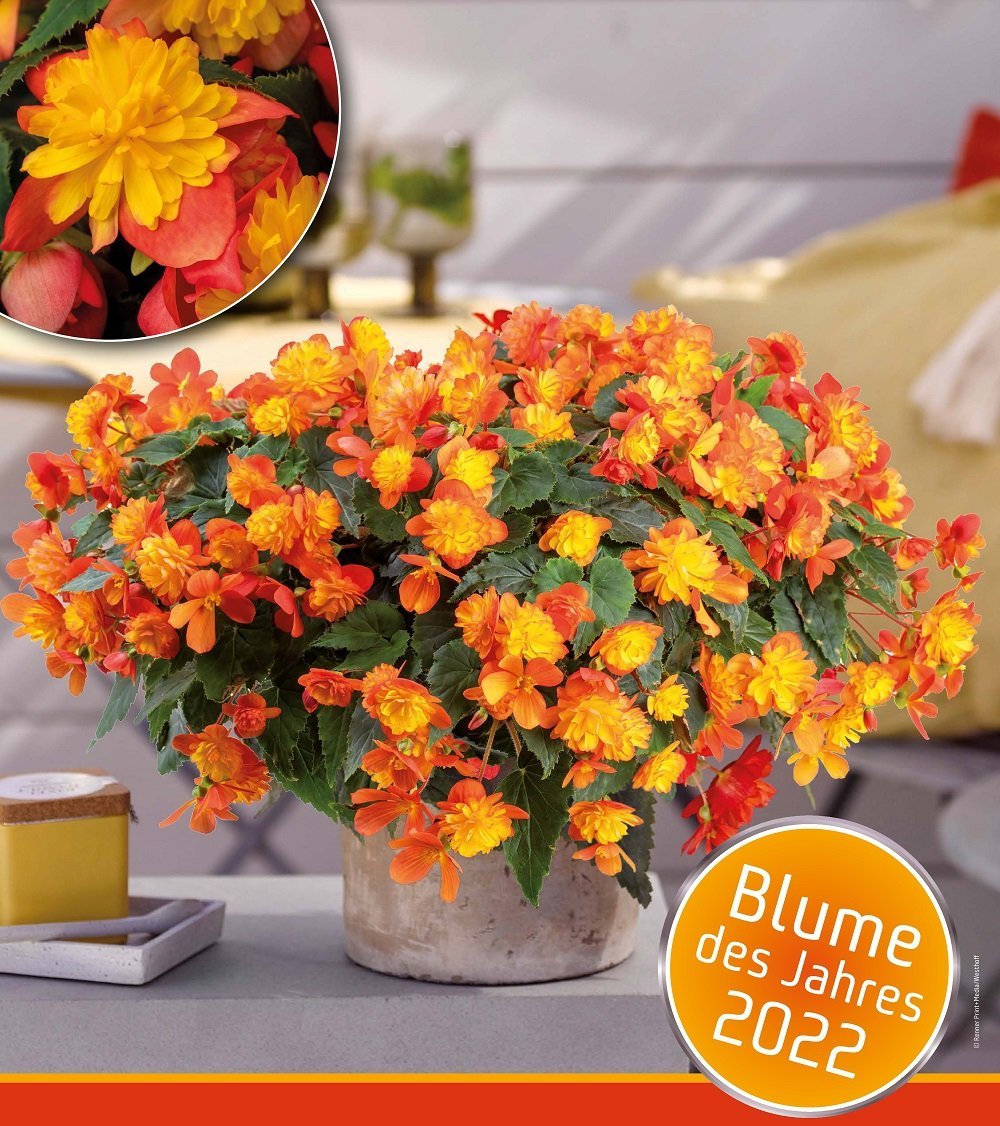 Harlekin-Belargonie leuchtet in gelb-orange