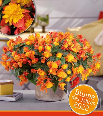 Harlekin-Belargonie leuchtet in gelb-orange