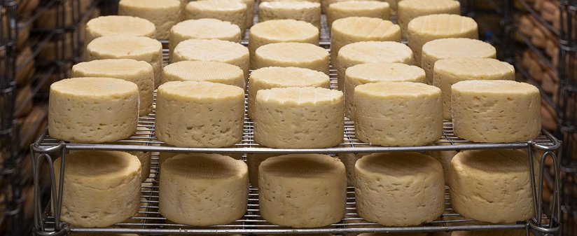 Käse in Reifekammer