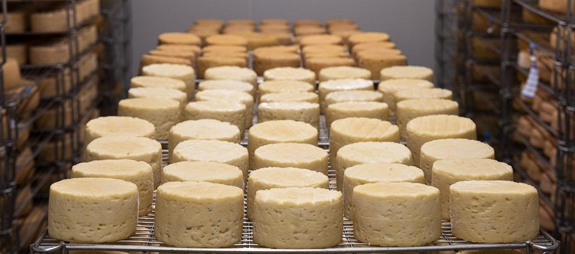 Käse in Reifekammer