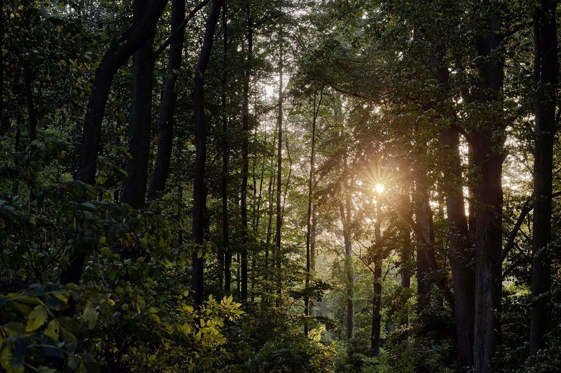 Wald in Raabs an der Thaya ©BMLRT/Alexander Haiden 