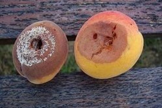 Fruchtmonilia auf Marille ©Josef Rögner/LK Niederösterreich