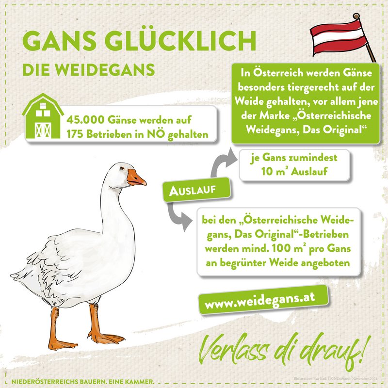 Weidegans aus Österreich