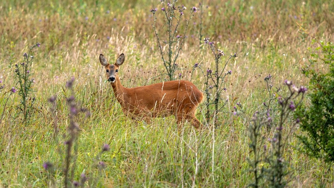 junges Reh im grünen Gras