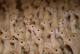 Küken im Stall ©Paula Pöchlauer-Kozel/LK Niederösterreich