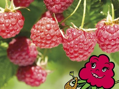 Zwerghimbeere Little Ruby