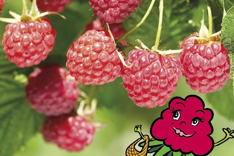 Zwerghimbeere Little Ruby