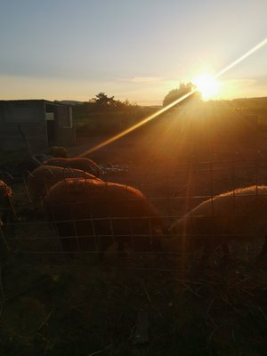 Afterwork Landpartie ©Teresa Neuhold/LK Niederösterreich