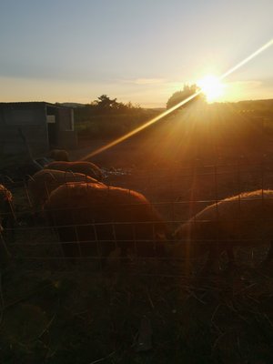 Afterwork Landpartie ©Teresa Neuhold/LK Niederösterreich