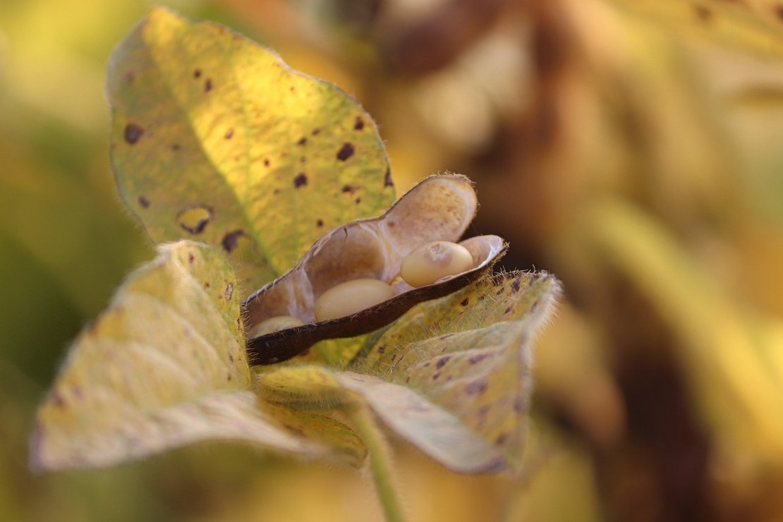 aufgesprungene Sojabohne