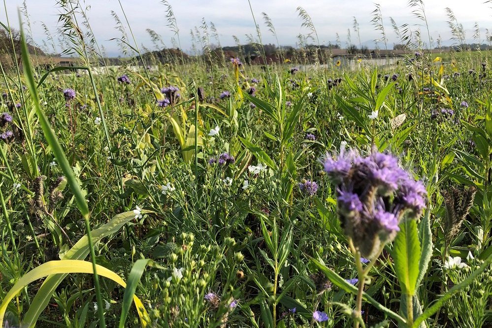 Zwischenfrucht am Feld