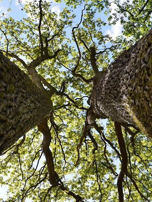 zwei Eichen im Wald ©pixabay