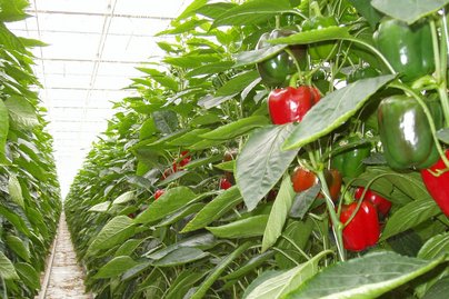 Paprika ©AMA Marketing