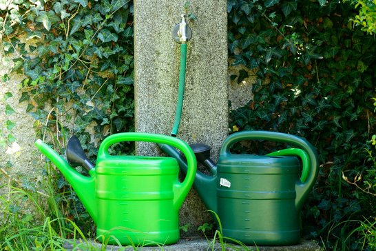 Bohnen, Radieschen, Karotten und Salate ausreichend wässern. ©pixabay