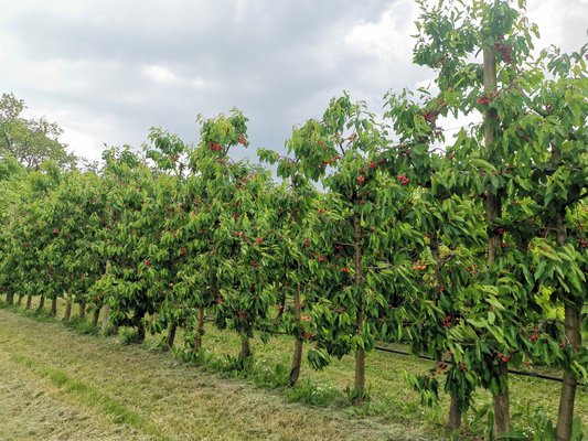 Viele Kirschenbäume ergeben viele Kirschen ©Teresa Neuhold/LK Niederösterreich