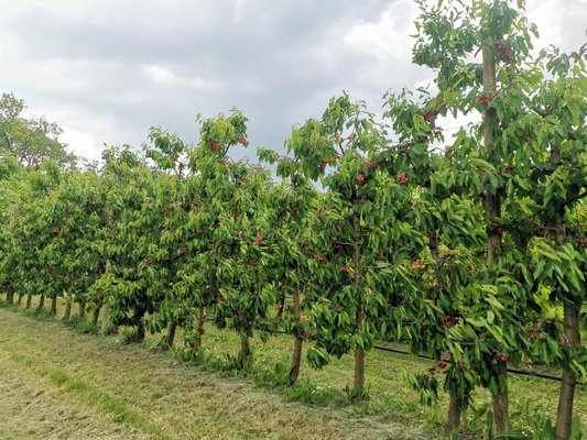 Viele Kirschenbäume ergeben viele Kirschen ©Teresa Neuhold/LK Niederösterreich