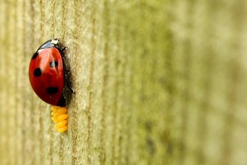 Adulter Marienkäfer legt Eier ab. ©pixabay