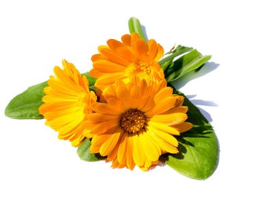 Ringelblume