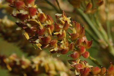 Sorghum in Lanzenkirchen in September ©Harald Schally/LK Niederösterreich