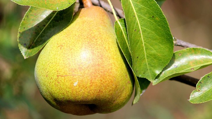 Birne am Baum ©pixabay