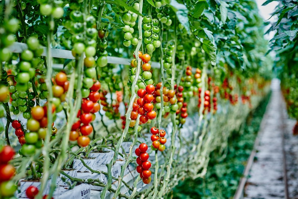 ©Franz Gleiß/LK Niederösterreich