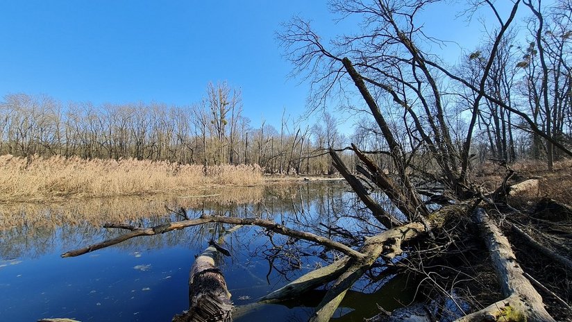 Naturwaldreservat Moravka in Hohenau ©BMLRT/Brigitte Jelinke