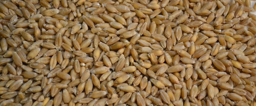 Triticalekörner ©pixabay