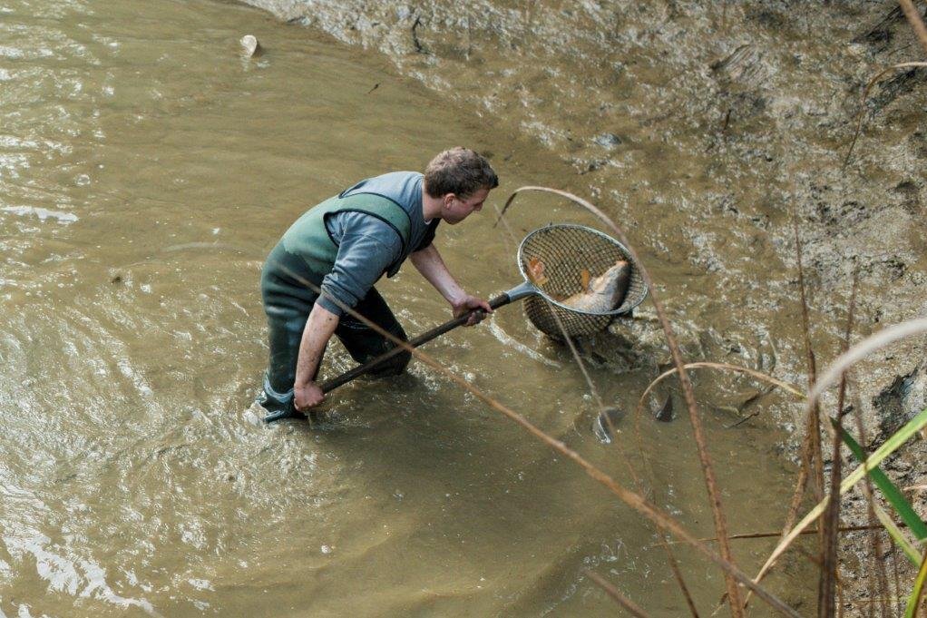 Fischer mit Fischernetz im Fischteich hat im Kescher einen Karpfen gefangen