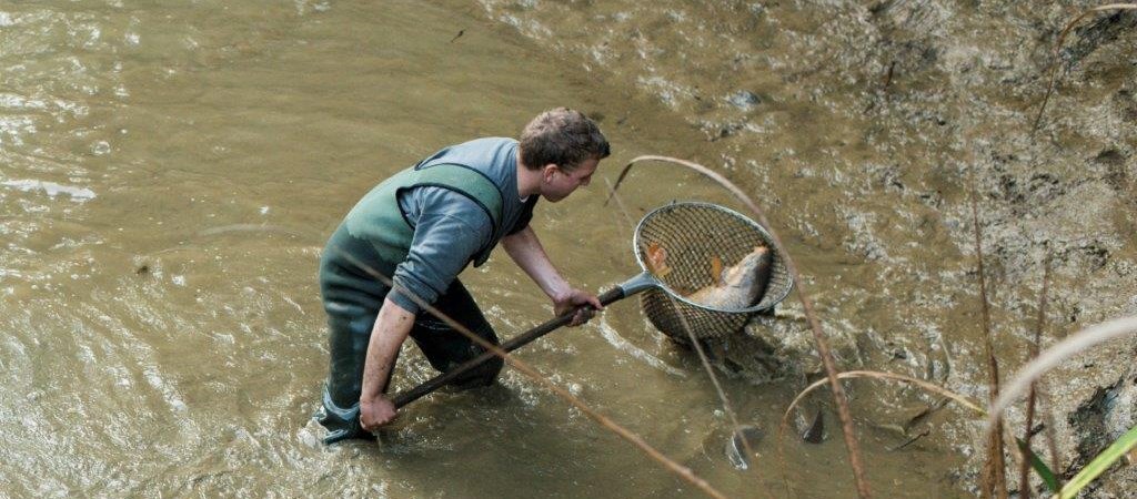 Fischer mit Fischernetz im Fischteich hat im Kescher einen Karpfen gefangen