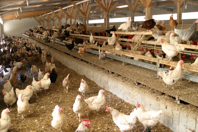 Hühner im Stall ©AMA Marketing