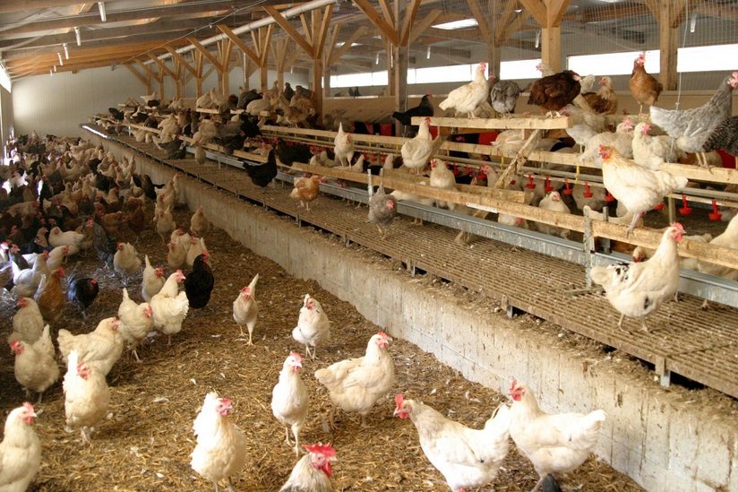 Hühner im Stall ©AMA Marketing