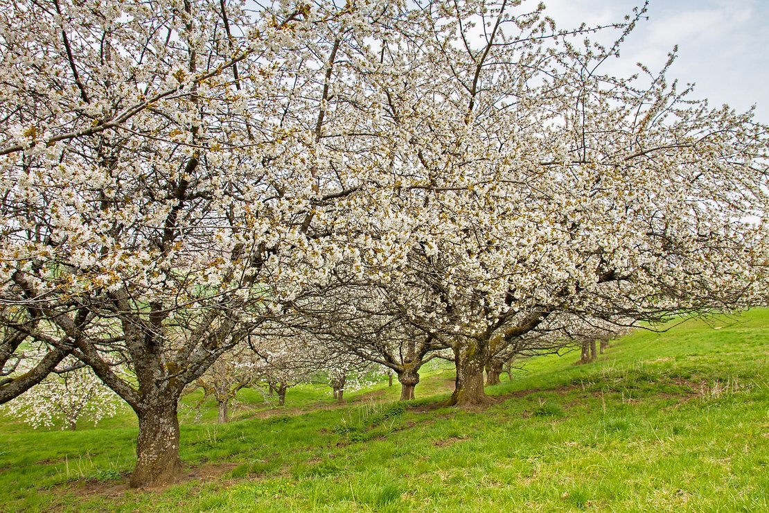 Streuobstwiese mit Kirschbäumen ©pixabay
