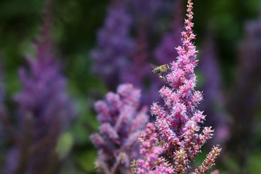Astilbe lila mit Biene 