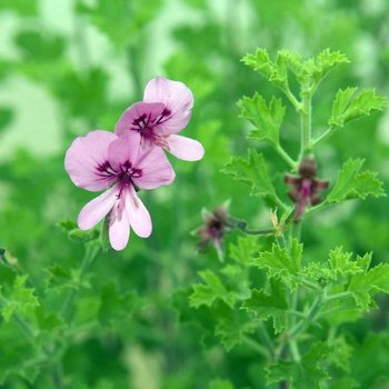 Duftpelargonie