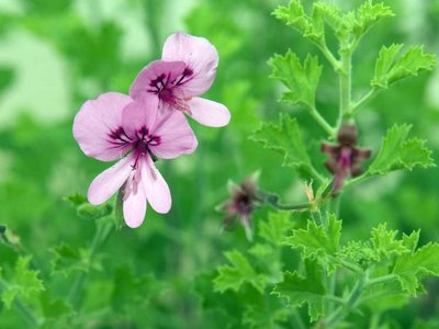 Duftpelargonie