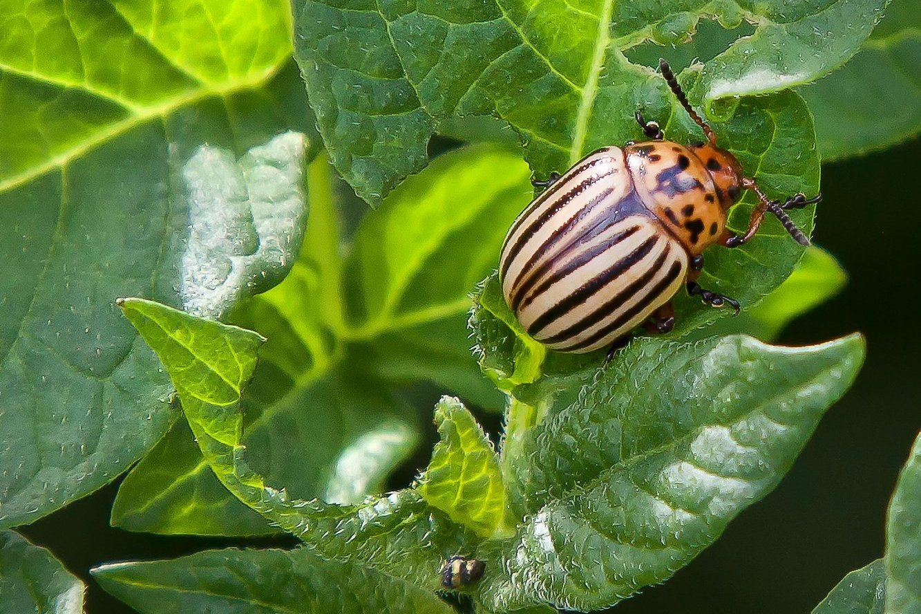 Kartoffelkäfer ©pixabay