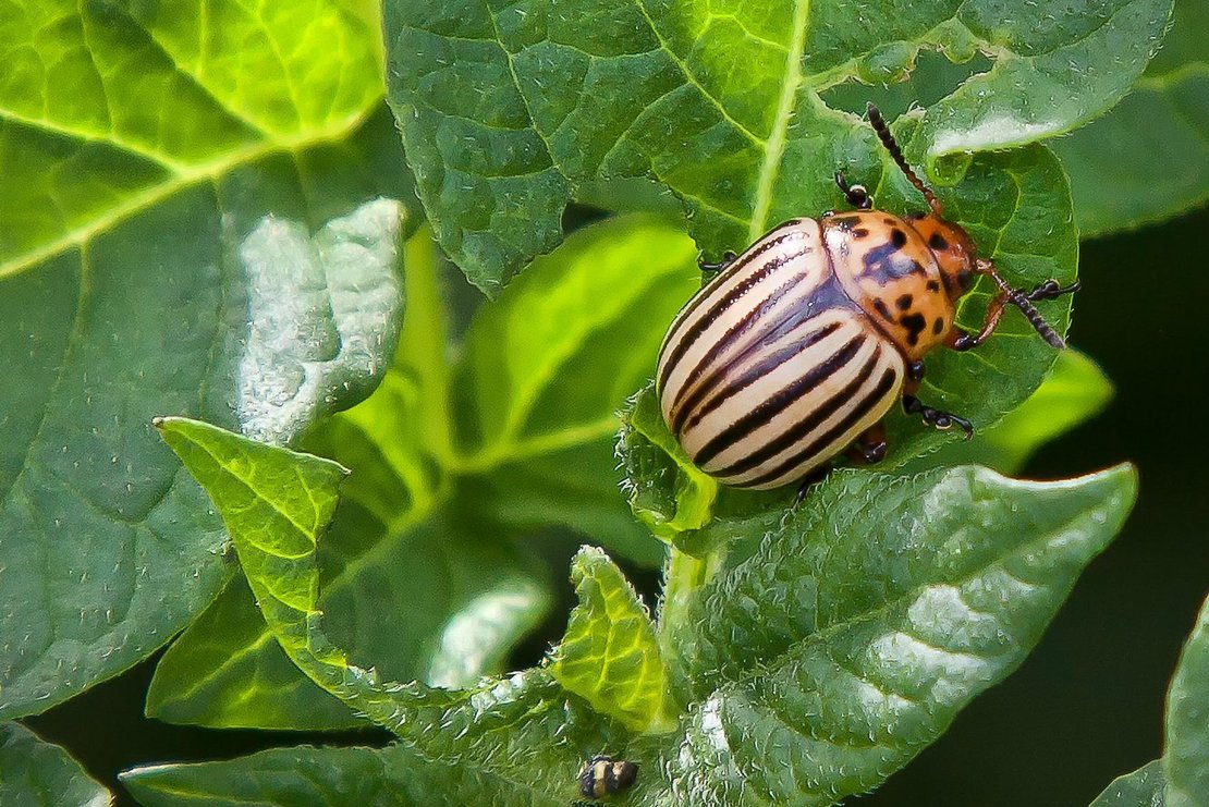 Kartoffelkäfer ©pixabay