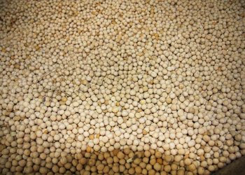 Tausende Ackerbohnen in Behältnis