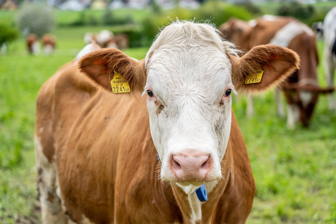 Kuh mit gelber Ohrmarke auf einer Weide