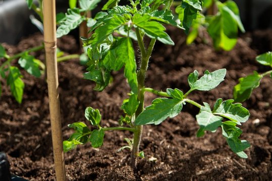 Paradeiser werden erst ab Mitte Mai gepflanzt. ©pixabay