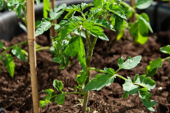 Jetzt ist Pflanzzeit für Paradeiser und Co. ©pixabay