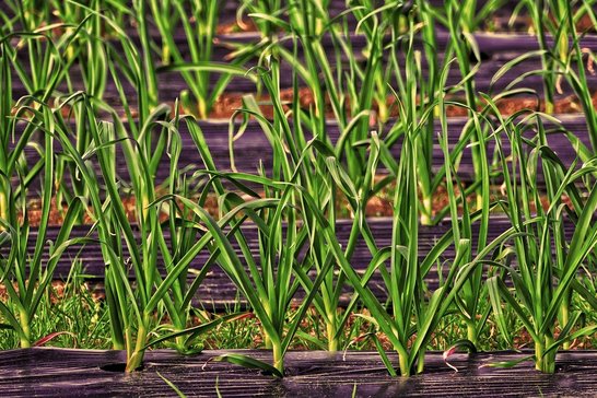 Schnittlauch oder Lauch zwischen Salaten und Karotten wirkt schädlingsabwehrend. Rhabarber wird nur bis Johanni (24. Juni) geerntet. ©pixabay