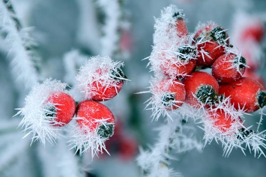 Hagebutten werden erst nach dem ersten Frost so richtig genießbar. ©pixabay