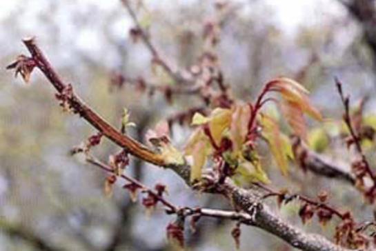 Blütenmonilia ©Josef Rögner/LK Niederösterreich