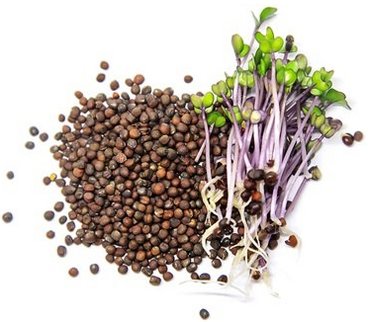 Collage of different microgreens on a white background. Selectiv